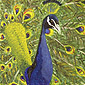 016. THE PEACOCK WITH THE OPENED TAIL